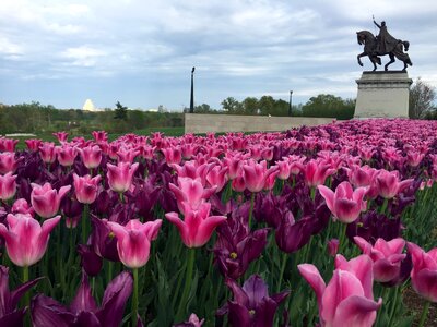 Purple spring statue