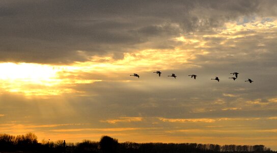 Evening bird sky photo