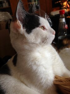 Pet black and white cat domestic cat