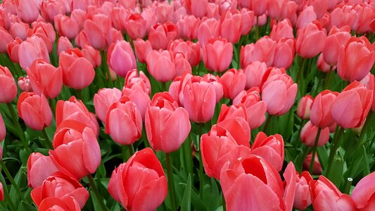 Season pink red nature