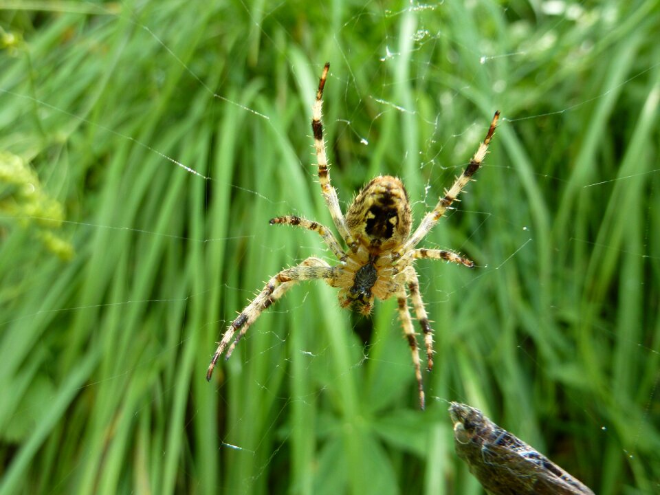 Nature spider canvas