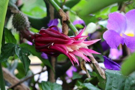 Flowers rare garden