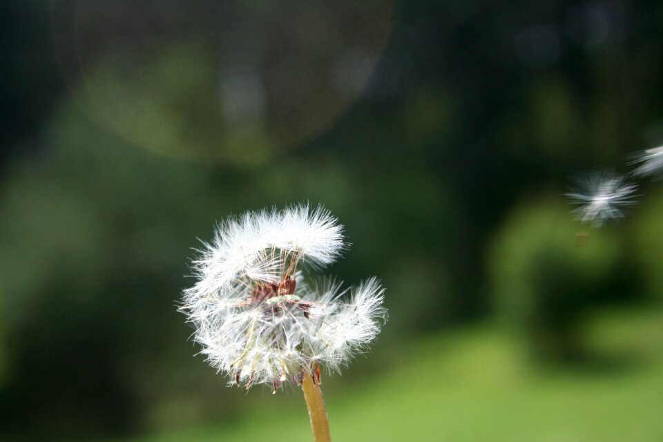 Nature a new beginning field bloom