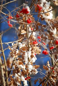 Berry red snow wintry photo