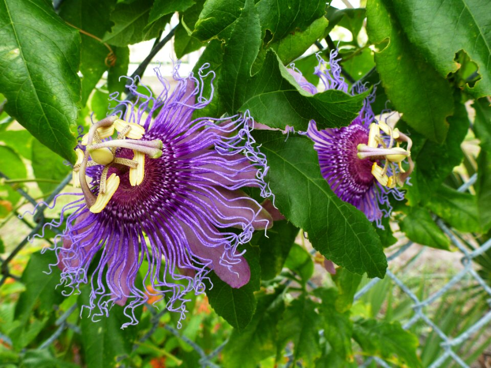 Nature foliage garden