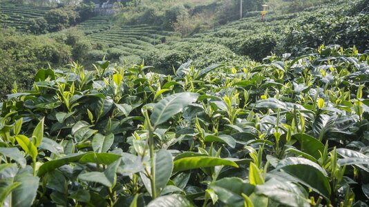 Spring alpine tea garden