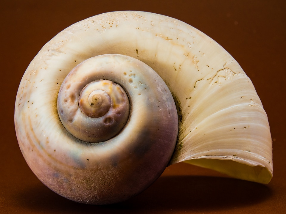 Shell snail close up