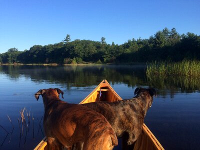 Boxers paddle photo