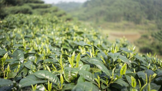 Spring alpine tea garden