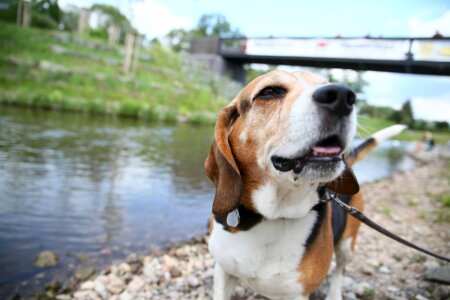 Dog beagle river