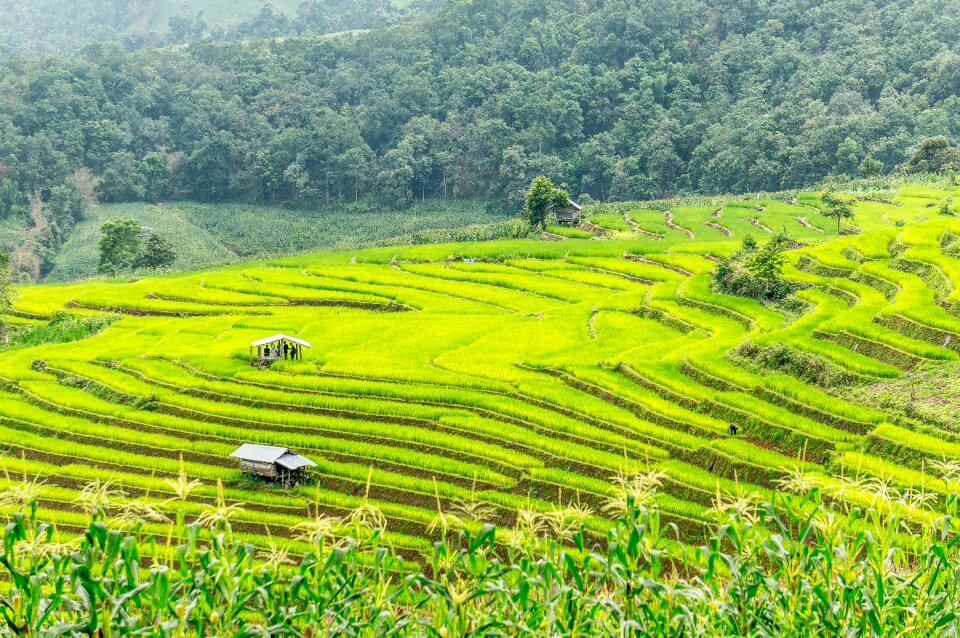 Chiang mai rice landscape