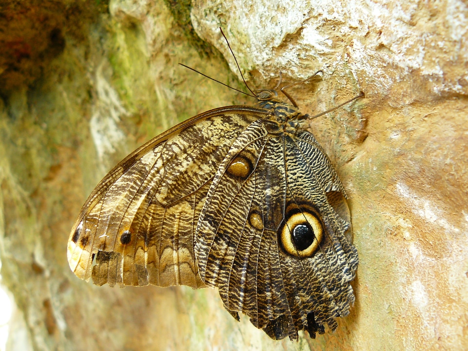Animals butterflies fauna