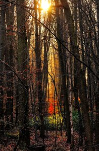 Sunlight landscape nature