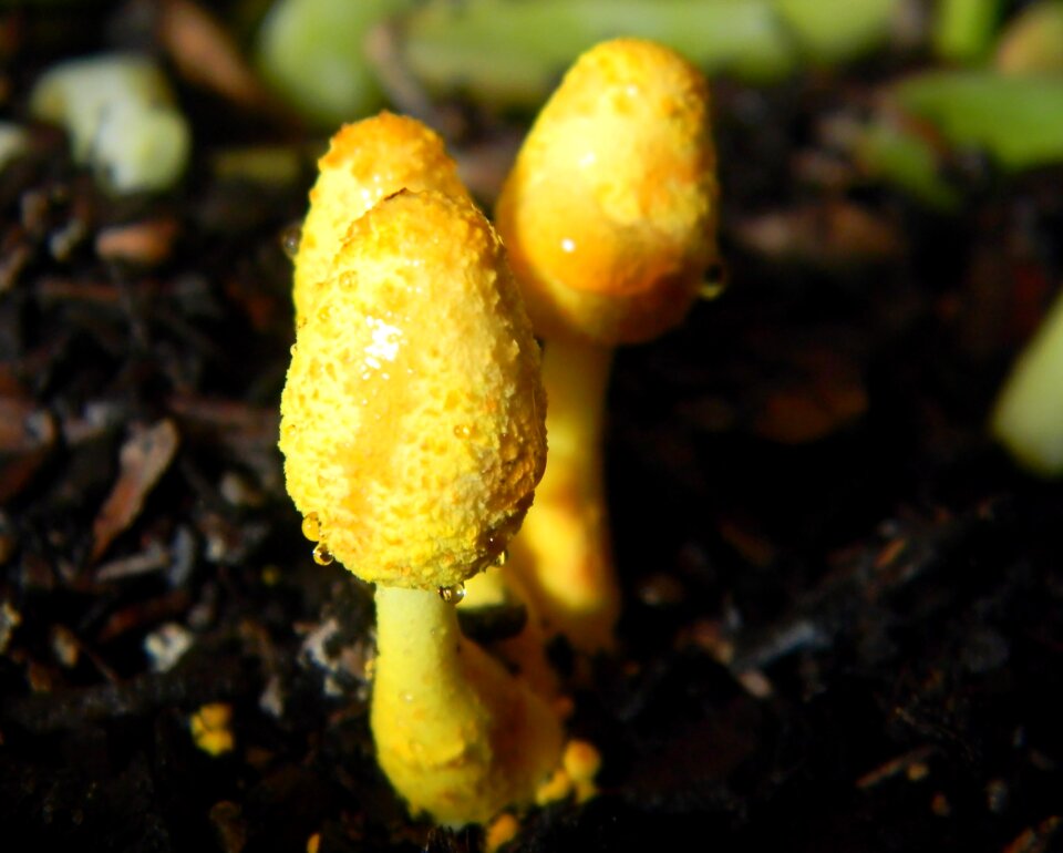 Mushroom nature natural