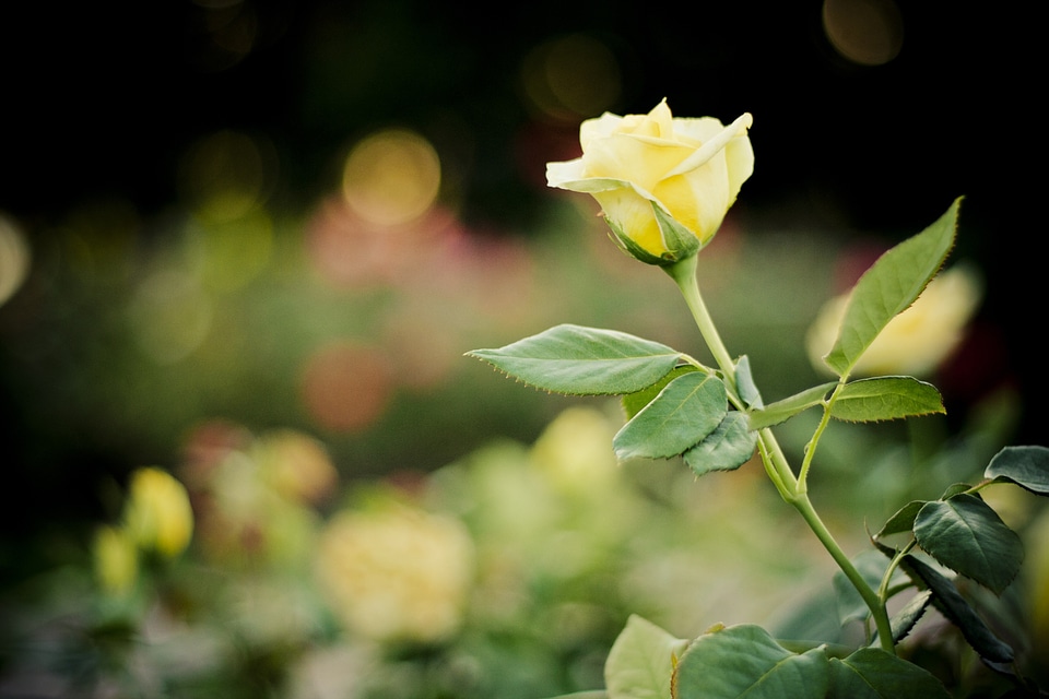 Plant natural blossom