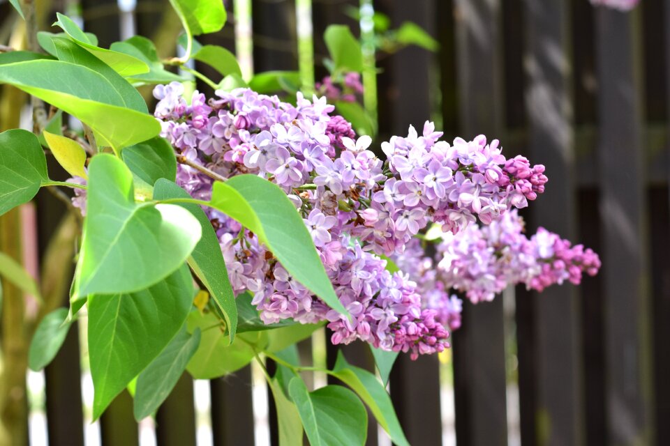 Purple flower spring