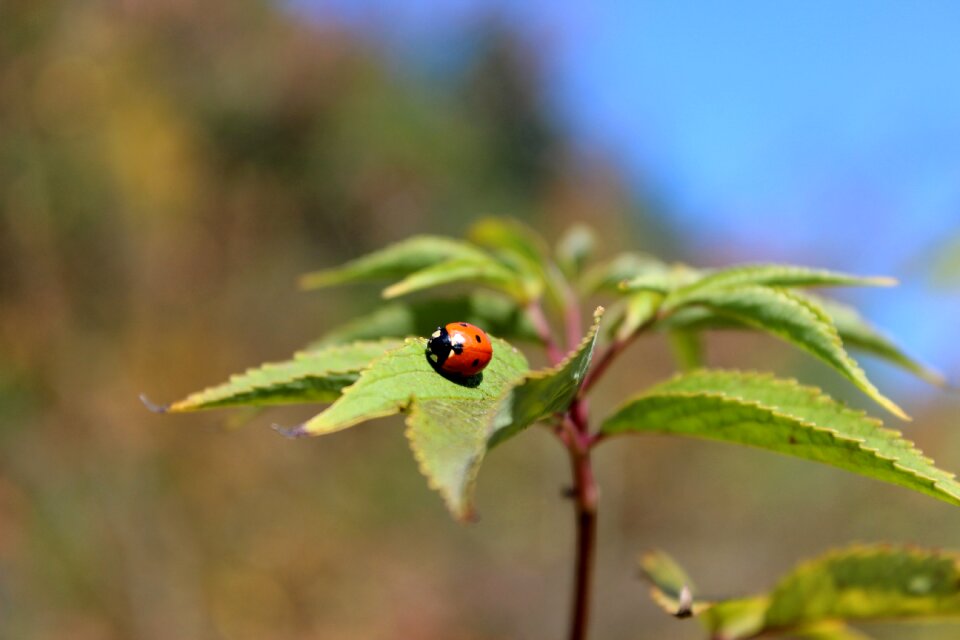 Nature ladybug autumn