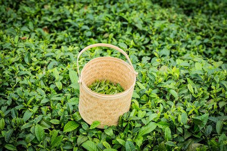 Spring alpine tea garden
