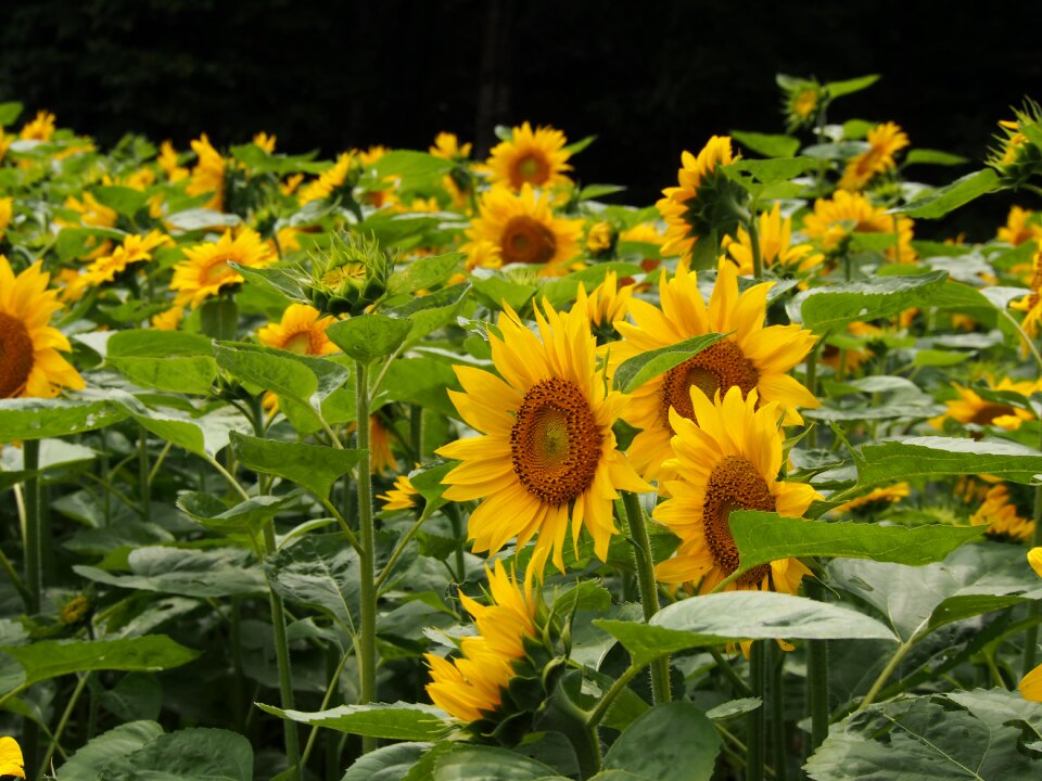 Plant flower garden yellow