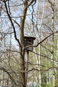 Bird trees living nature