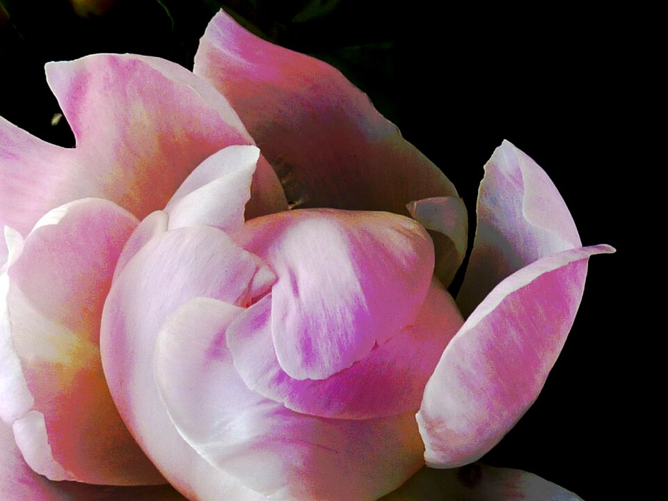 Sea of flowers pink herrlich