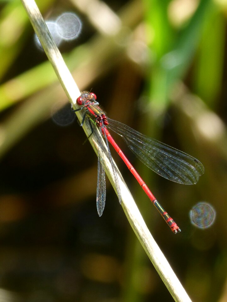 Red dragonfly flying insect pyrrhosoma nymphula