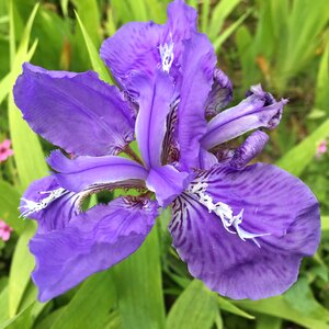 Flower purple photo