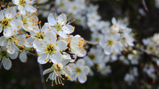 White flowers flowering shrub spring aspect photo