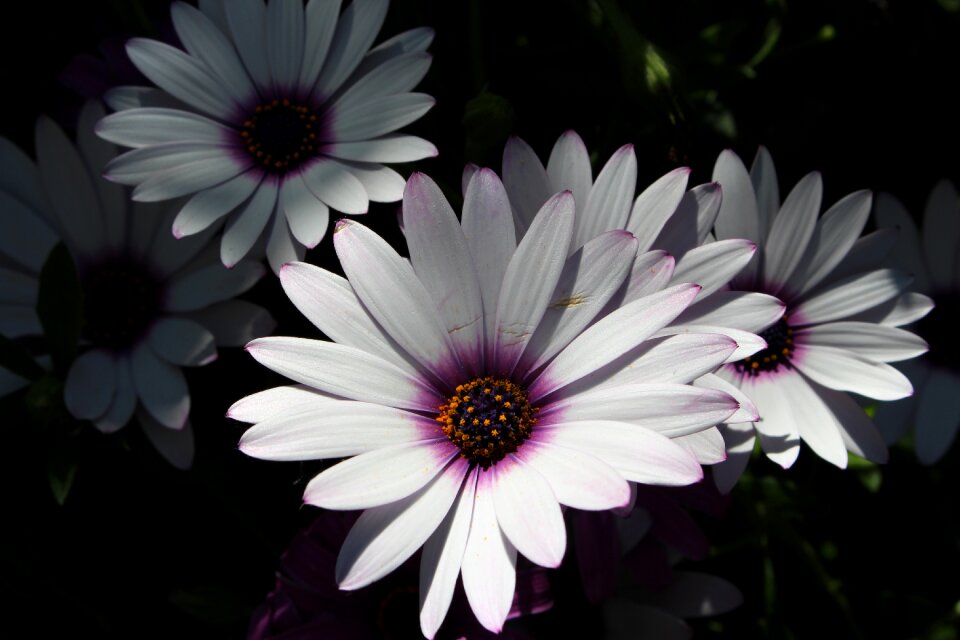 Petals shadows detailed