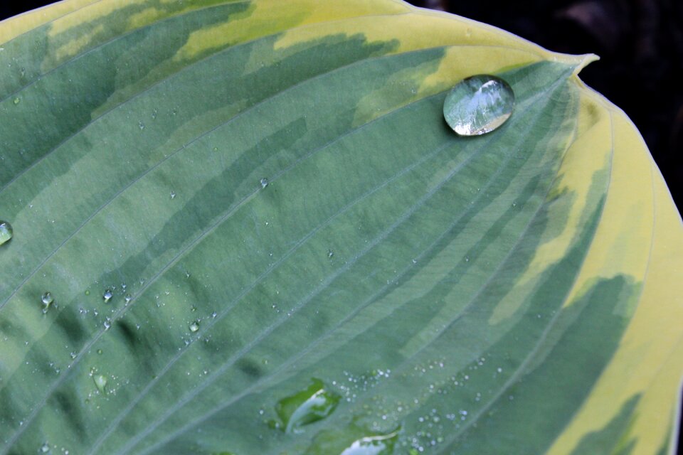 Green leaves plant