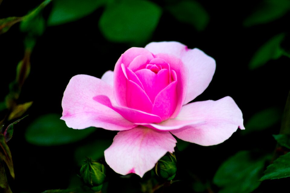 Flower decoration petal