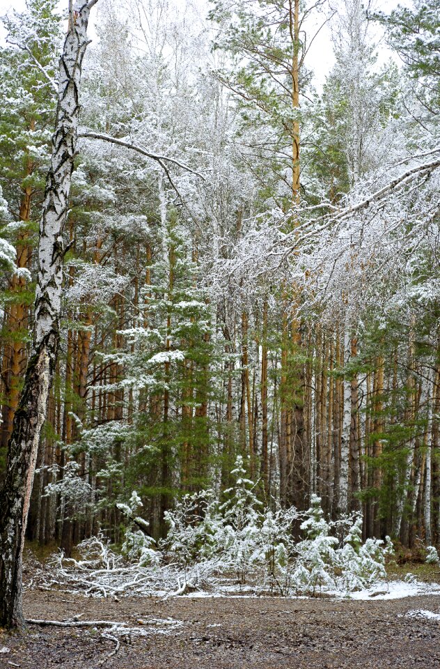 Nature trees living nature