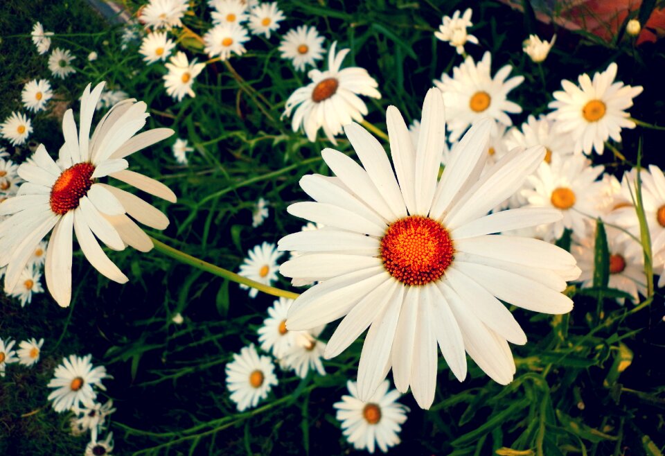 Spring nature white petals