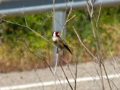 Goldfinch cadernera carduelis carduelis