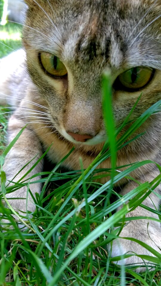 Cat grass kitten