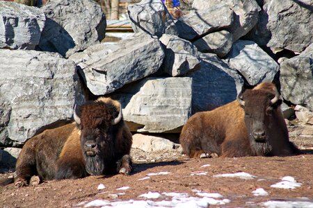 Animal wild mammal