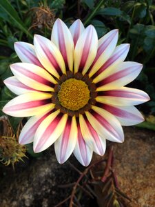 Garden colorful flowers flower