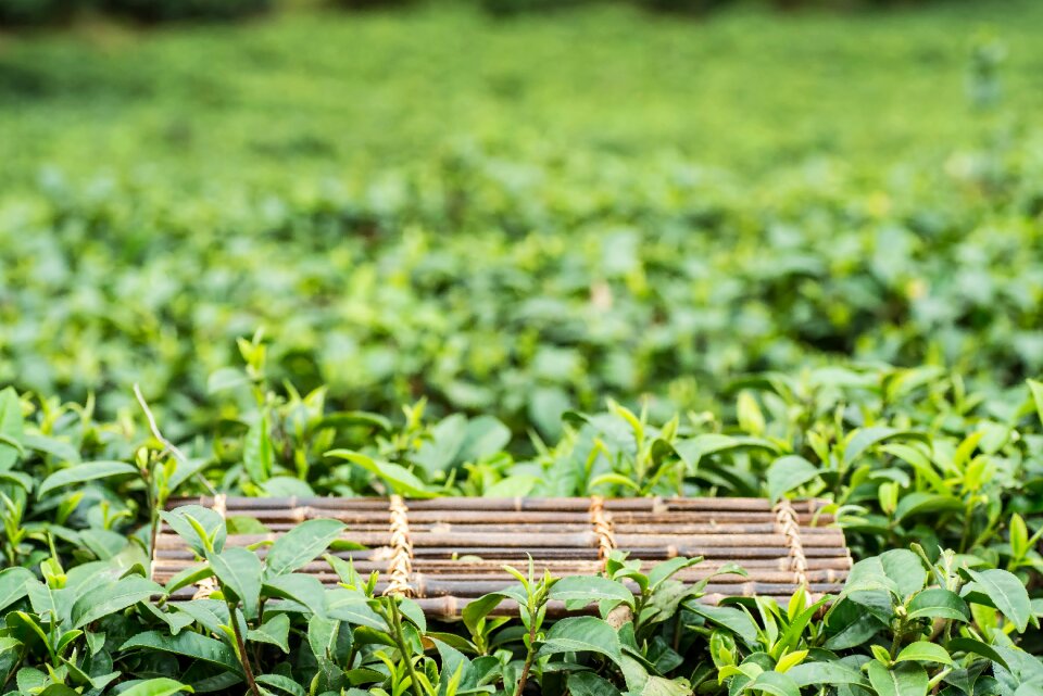 Spring alpine tea garden