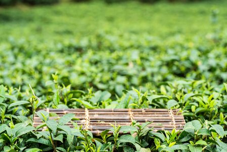 Spring alpine tea garden