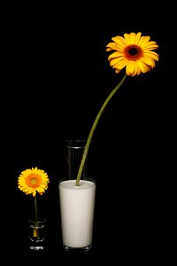Studio milk water