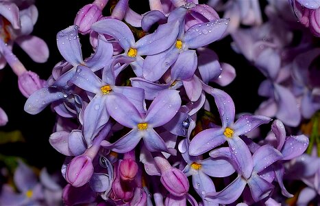 Bloom flora purple photo