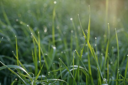 Dew spring nature