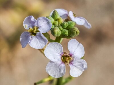 Blossom petals stamens photo