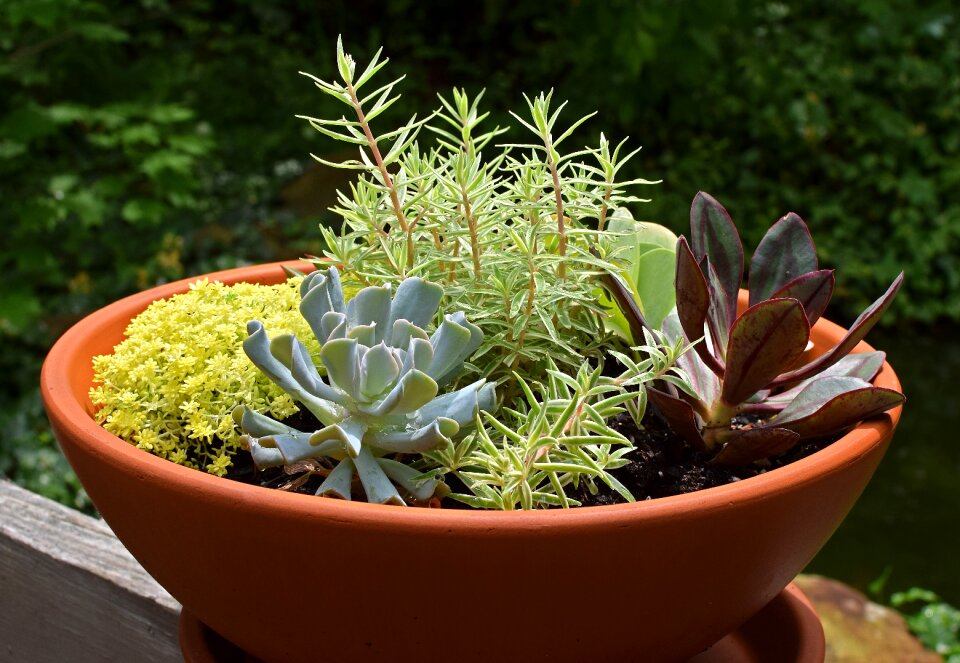 Succulent plant nature
