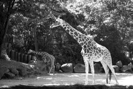 Wildlife zoo tall