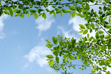 Life green barbaric growth