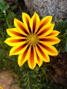 Garden nature delicacy