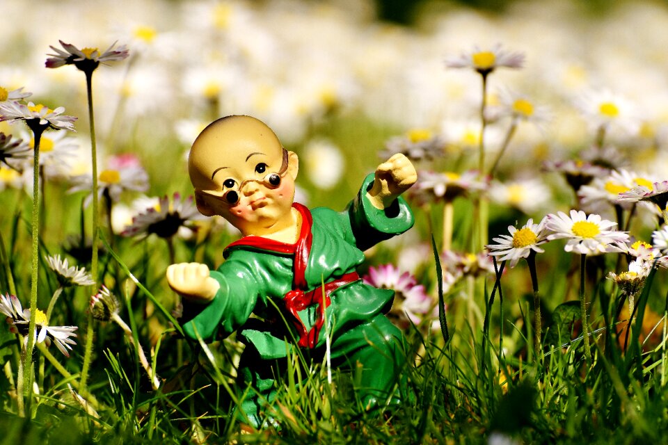 Funny meadow daisy
