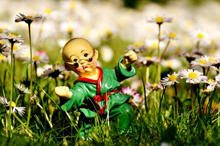 Funny meadow daisy