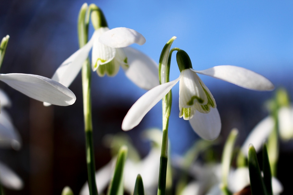 Galanthus snowdrop green photo